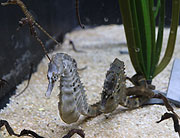 Seepferdchen mit Nachwuchs (©Foto: Martin Schmitz)